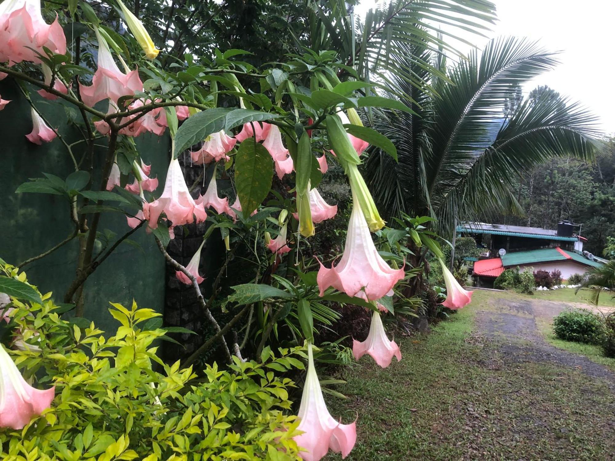 Hamadhi guest Hotel Haldummulla Bagian luar foto